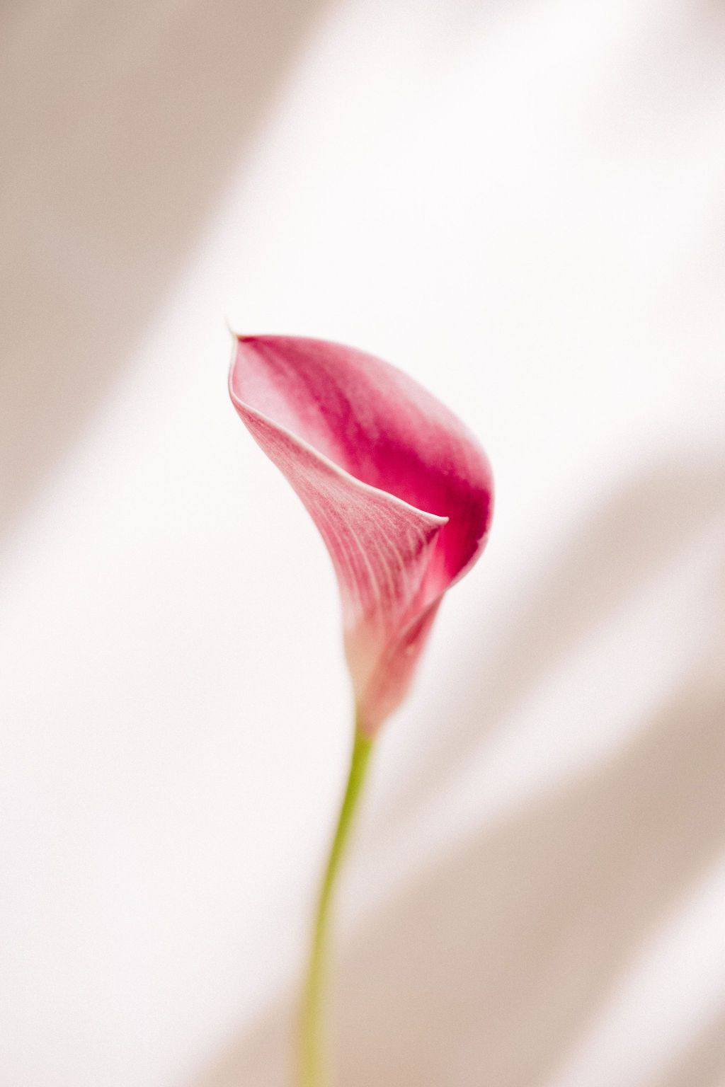 Bere & Ben — photo 4